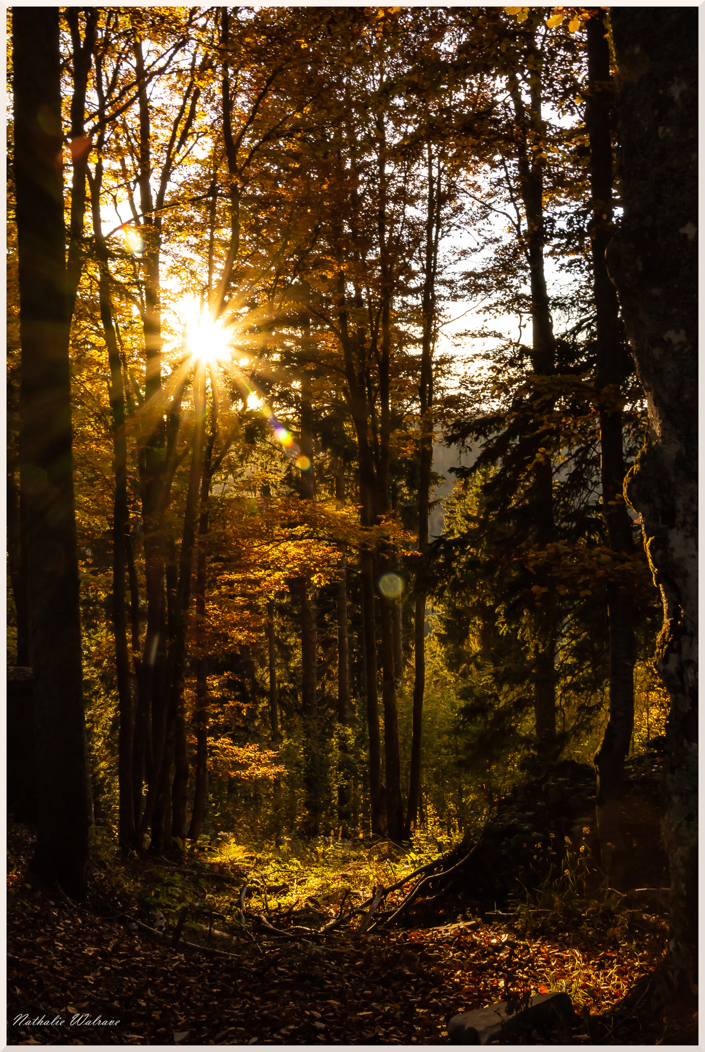 le soleil passant à travers les arbres aux couleurs d'automne